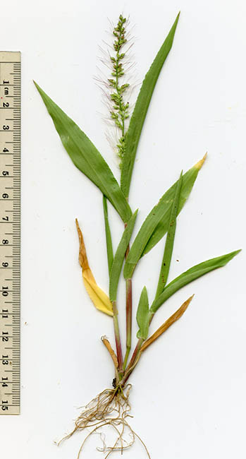  Setaria liebmannii